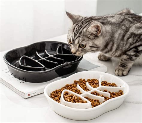 Best Slow Feeder For Cats