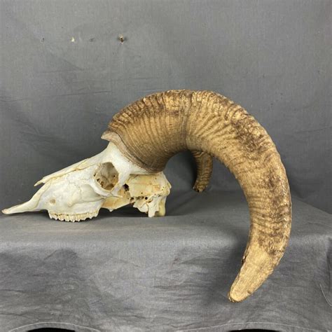 Bighorn Sheep Skull Sq213 Claw Antler Hide Co