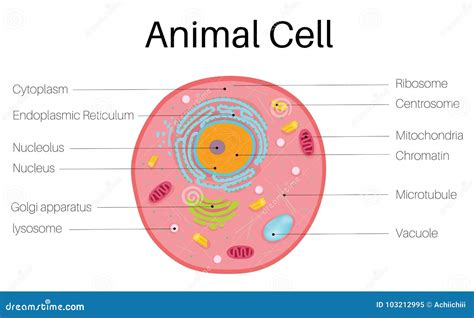 Biologydictionary Net Animal Cell