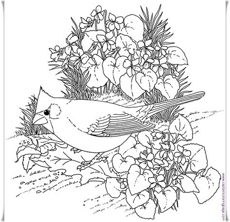 Free Bird Coloring Book Pages for Kids