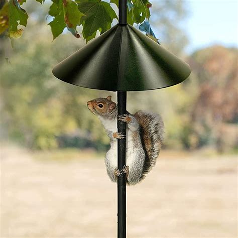 Squirrel Proof Bird Feeder Guards That Really Work