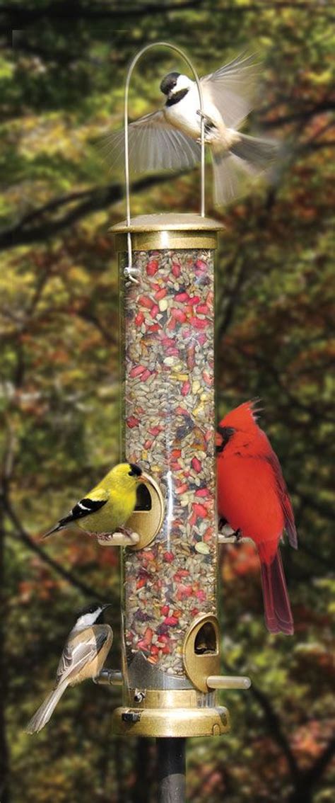 Bird Feeders How To Attract Birds By Feeding Habits Garden Bird Feeders Bird Garden Garden