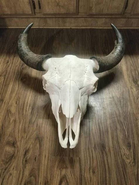 Bison Skull Etsy