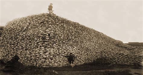 Bison Skull Pile