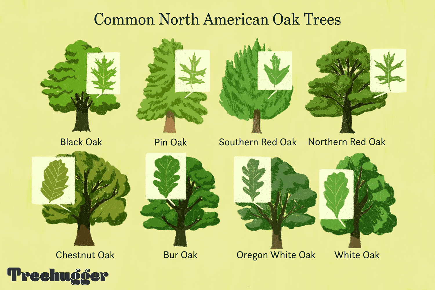 Black Oak A Top 100 Common Tree In North America