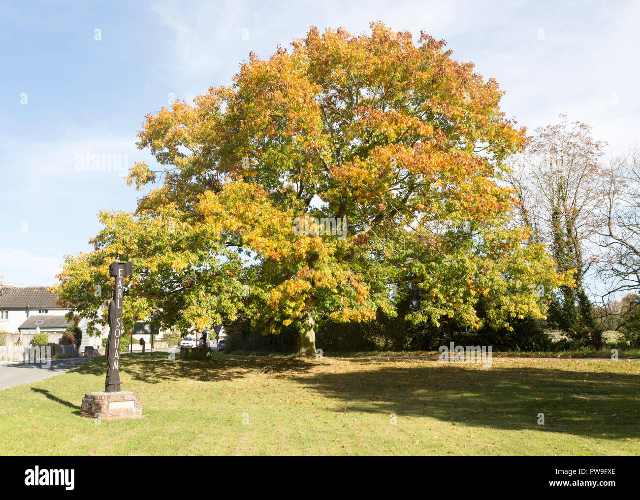 Black Oak Tree High Resolution Stock Photography And Images Alamy