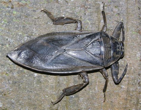 5 Ways to Identify a Bolivian Water Bug