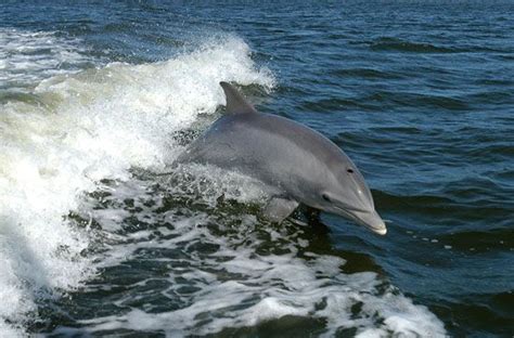 Bottlenose Dolphin Species Intelligence Size Weight Habitat Amp Facts Britannica