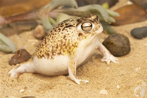 Breviceps Macrops Desert Rain Frog Nicolau Ecology