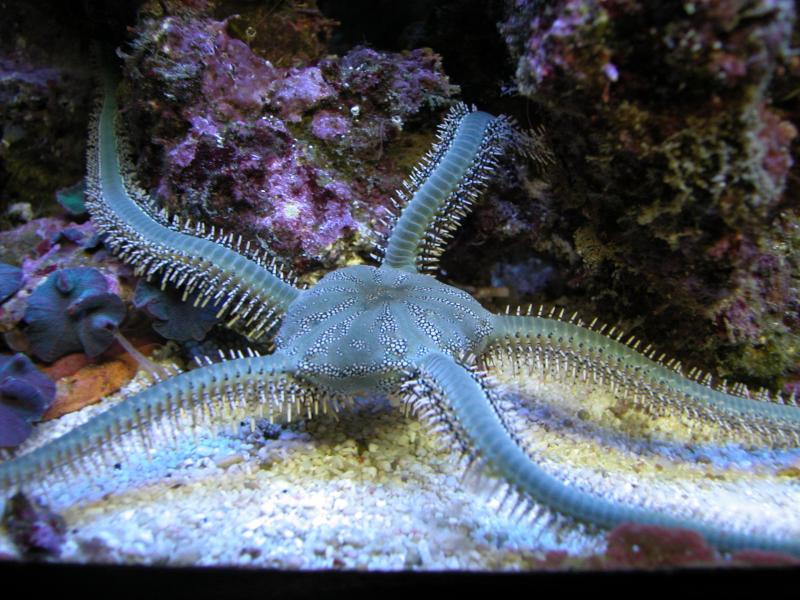 Brittle Star Brittle Star Life Under The Sea Ocean Animals