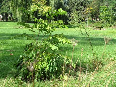 Brueckner Rhododendron Gardens Kentucky Coffeetree Propagating In Mississauga Ontario