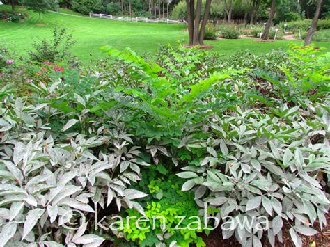 Brueckner Rhododendron Gardens Kentucky Coffeetree Propagating In