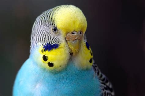 5 Tipps für das perfekte Budgie-Training