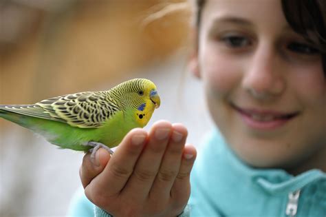 Budgie Buddies The Tales Of Budgerigar The Common Parakeet Part I