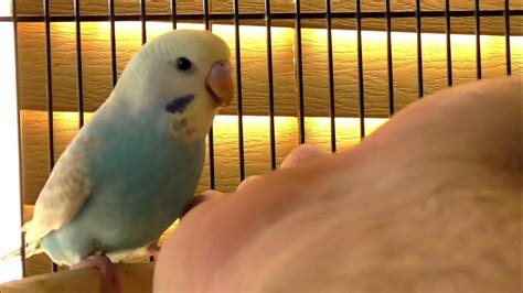 Budgie Training Day 1 Session 3 Youtube