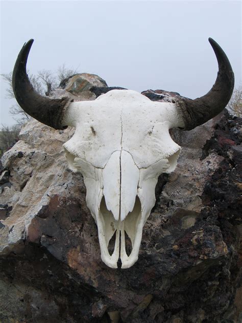 5 Ways to Identify a Buffalo Bison Skull