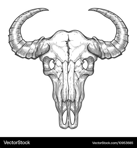 Buffalo Skull Outline