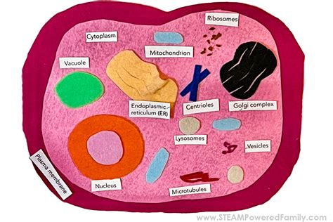 Build A Cell Model And Lesson For Students