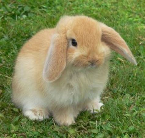 Bunny Breed Guide Mini Lop Holland Lop Rabbits Pethelpful