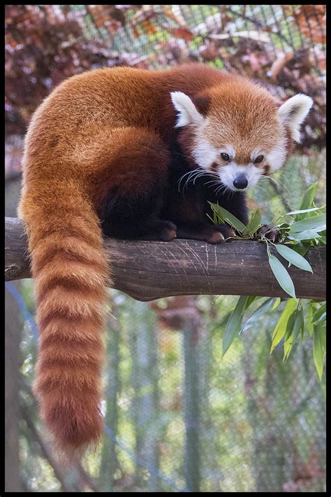 Bushy Tail Red Panda At The Knoxville Zoo N H Flickr