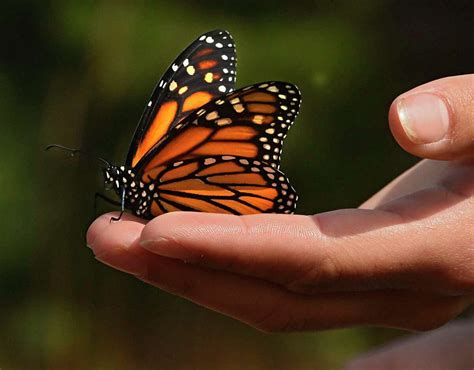 Butterfly Experts Demystify Monarch Endangered Status