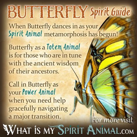 Butterfly Symbolism And Meaning Power Totem Amp Spirit Animal