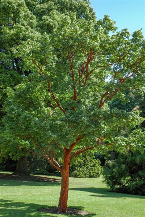 Buy Paperbark Maple Tree Acer Griseum Free Shipping Wilson Bros