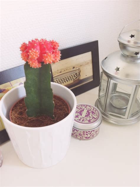 Cactus Ikea Le So Girly Blog