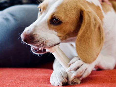 Can A Dog Have Too Many Rawhide Bones