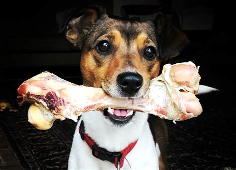 Can Dogs Eat Bones Here S Which Ones They Can And Can T Eat