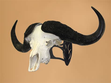 Cape Buffalo Skull