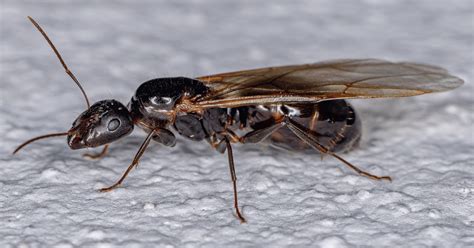 Understanding the Carpenter Ant Queen's Role