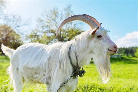 6 Facts About Cashmere Goat Weight