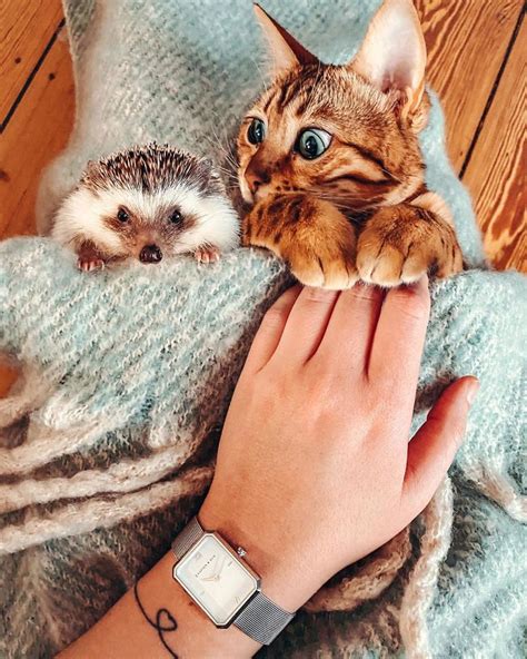 Cat And Hedgehog Have The Most Unlikely Friendship And Their Photos Are Adorable