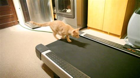 Cat On Treadmill Youtube