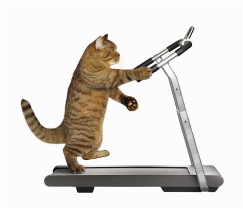 Cat on Treadmill: Fun Workout for Felines