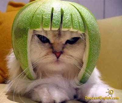 Cat Watermelon Helmet Img129d Rinaza Flickr