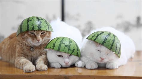 Cat with Watermelon Hat Summer Fashion Trend