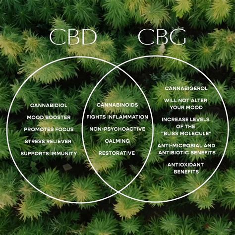 CBG vs CBD: Which Cannabinoid Reigns Supreme?