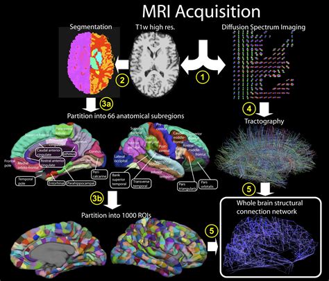 Cerebral Cortex And Its Millions Of Neural Fibers Gets A Map Science 2 0