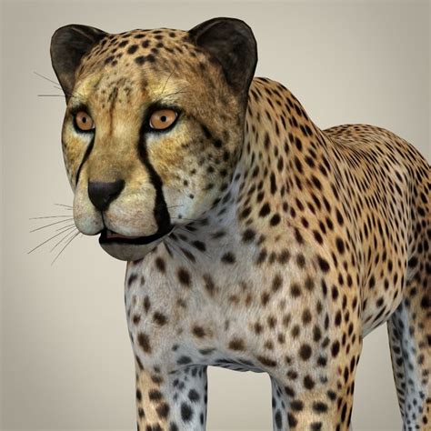 Cheetah 3D Google