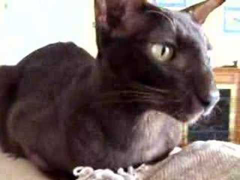 Chestnut Oriental Cat Youtube