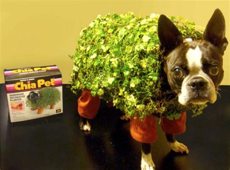 Chia Pet Pet Costume Plus 9 More Adorable Diy Halloween Costumes For Dogs Amp Cats Halloween