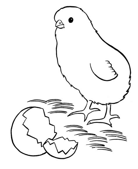 Chick Coloring Page Best Coloring Pages For Kids