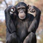 Chimpanzee Adaptation Sciencing