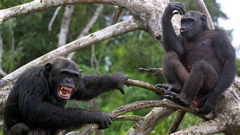 Chimps Strength Secrets Explained Chimp Chimpanzee Slow Loris