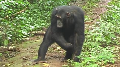 Chimps Tailor Alarms To What Other Chimps Know The New York Times