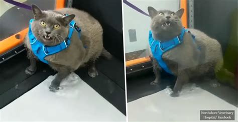 Chubby Cat Gets Annoyed By Treadmill Workout And It Amp 39 S A Mood