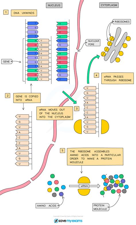 Cie Igcse Biology 17 1 4 Protein Synthesis