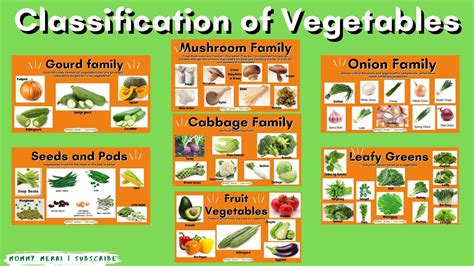 Classification Of Vegetables Gourd Family Seeds And Pods Fruit